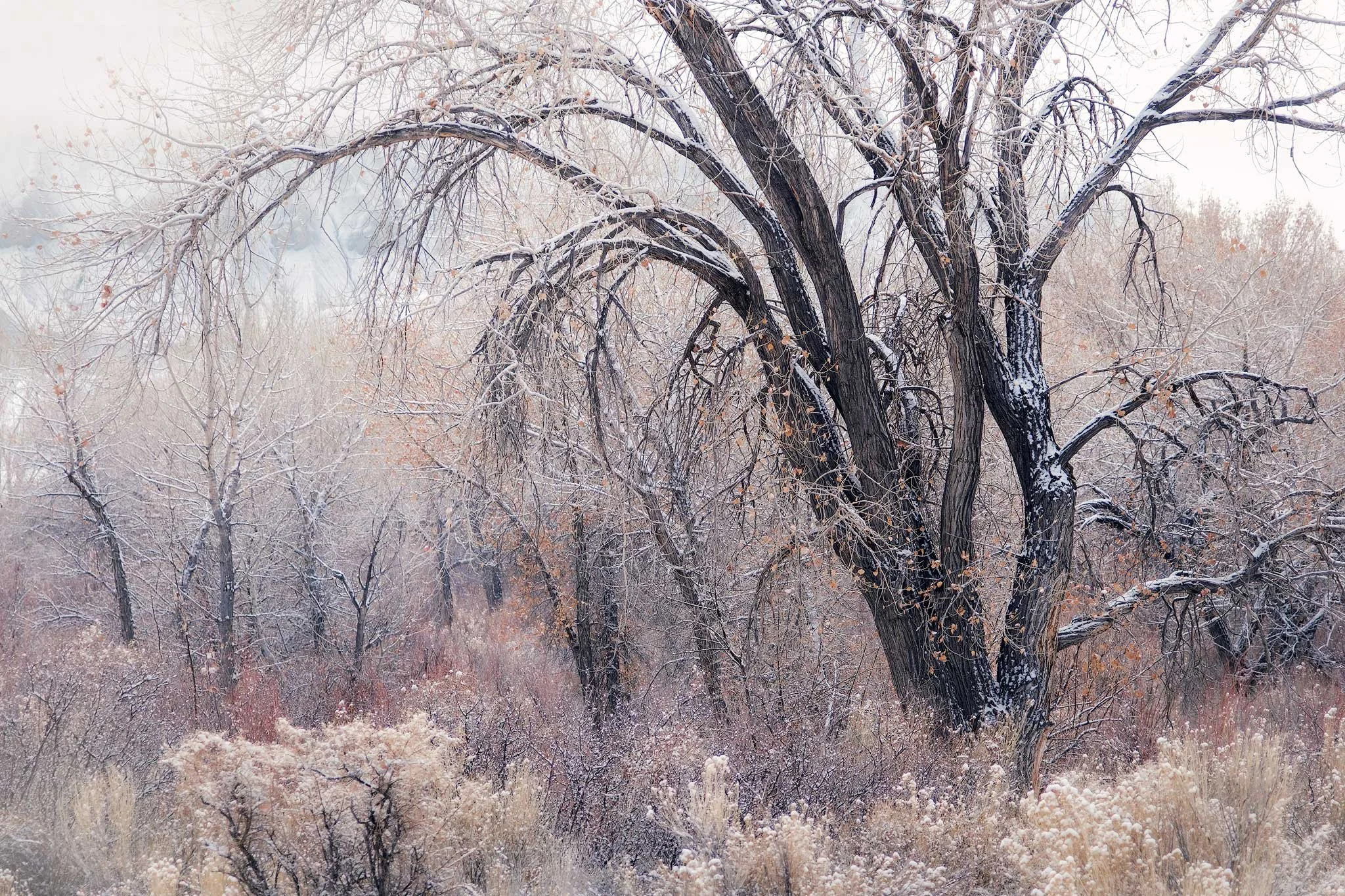 Winter-Cottonwoods-for-web.JPG
