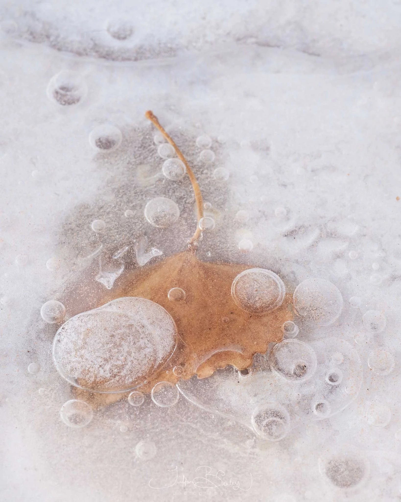 ICE-AGE-with-logo.JPG