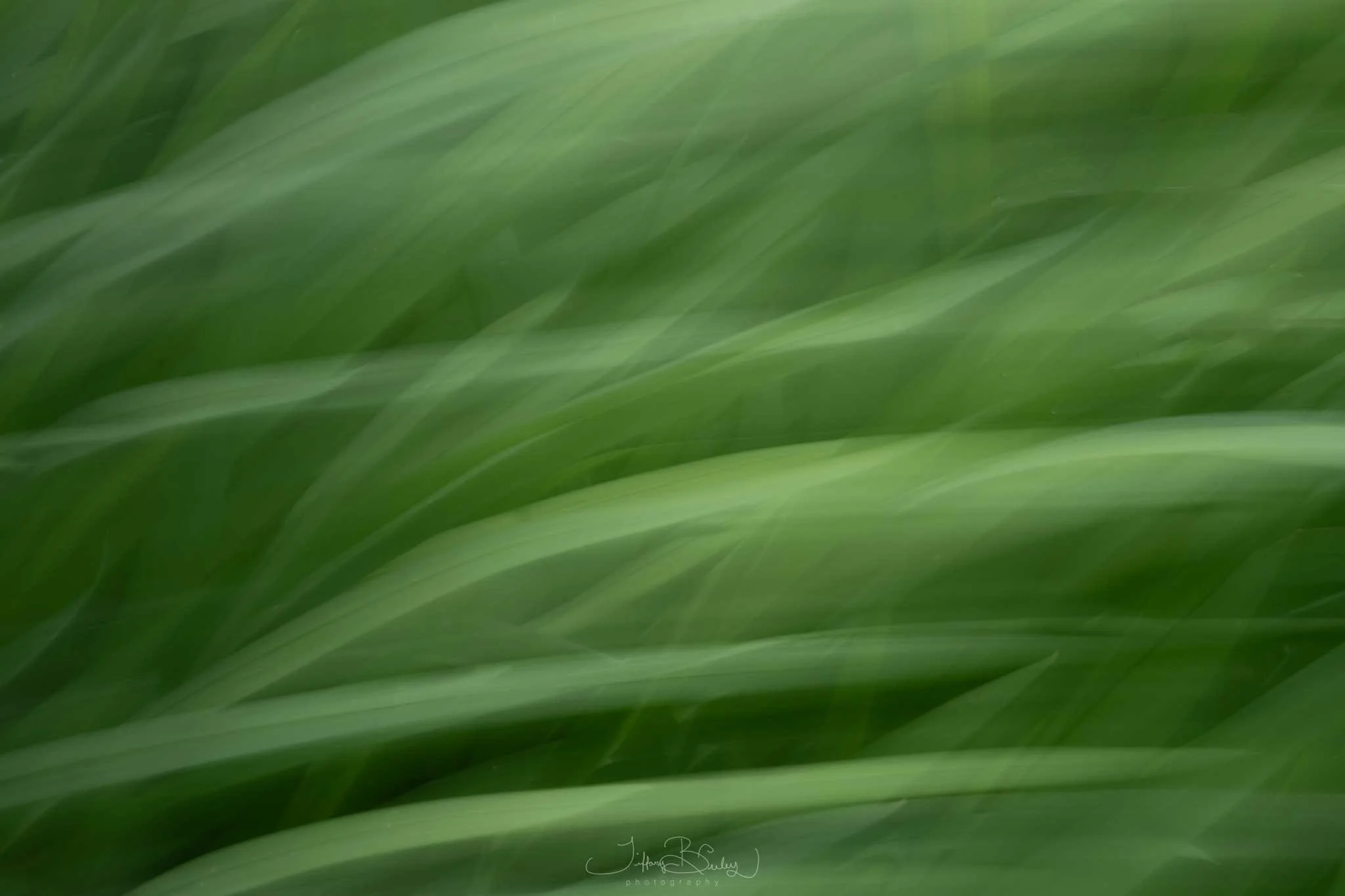 Where-the-green-grass-grows-with-logo.JPG