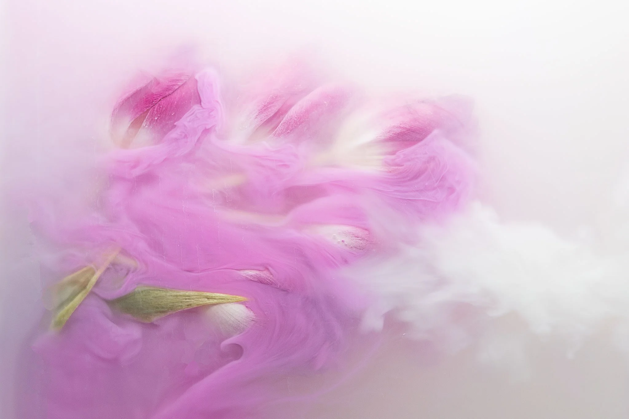 Tulip-Abstract-3.png