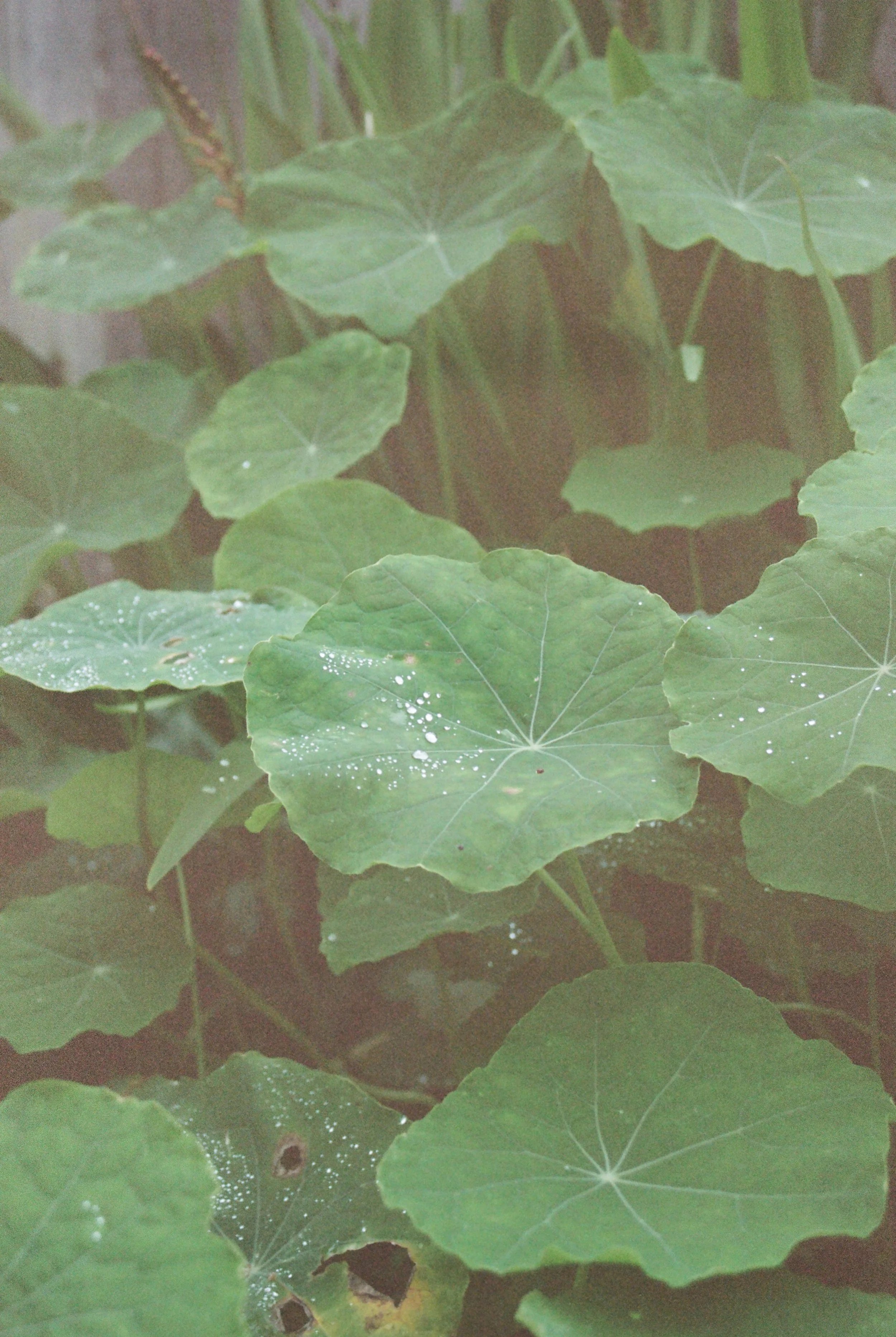 Scan38.jpg