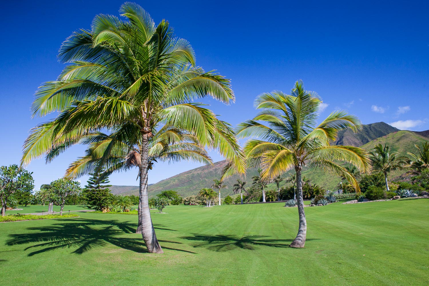 palm-trees-landscaped-chris-curtis-landscapes.jpg