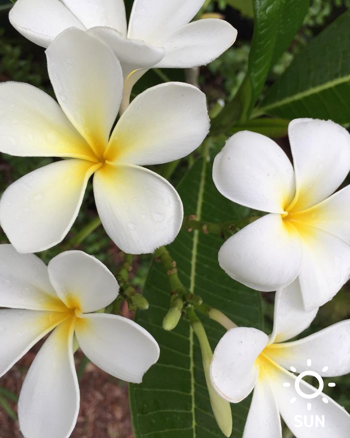 Singapore Plumeria