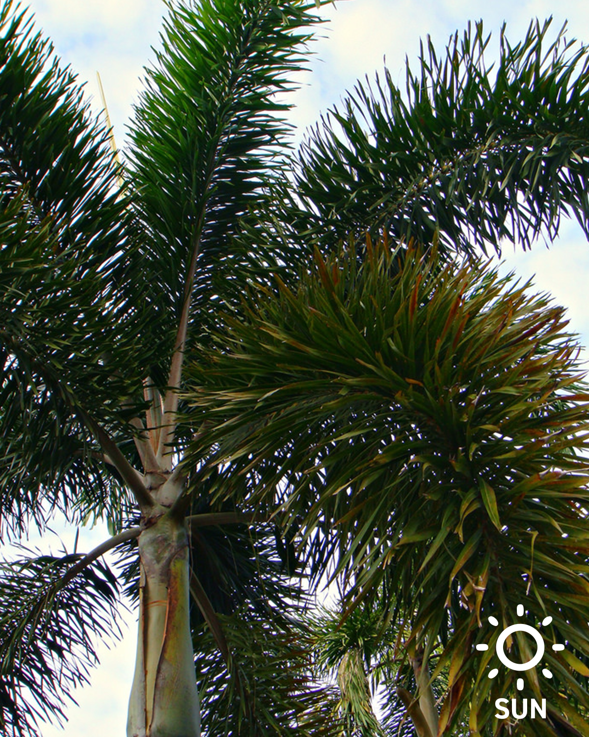 Foxtail Palm