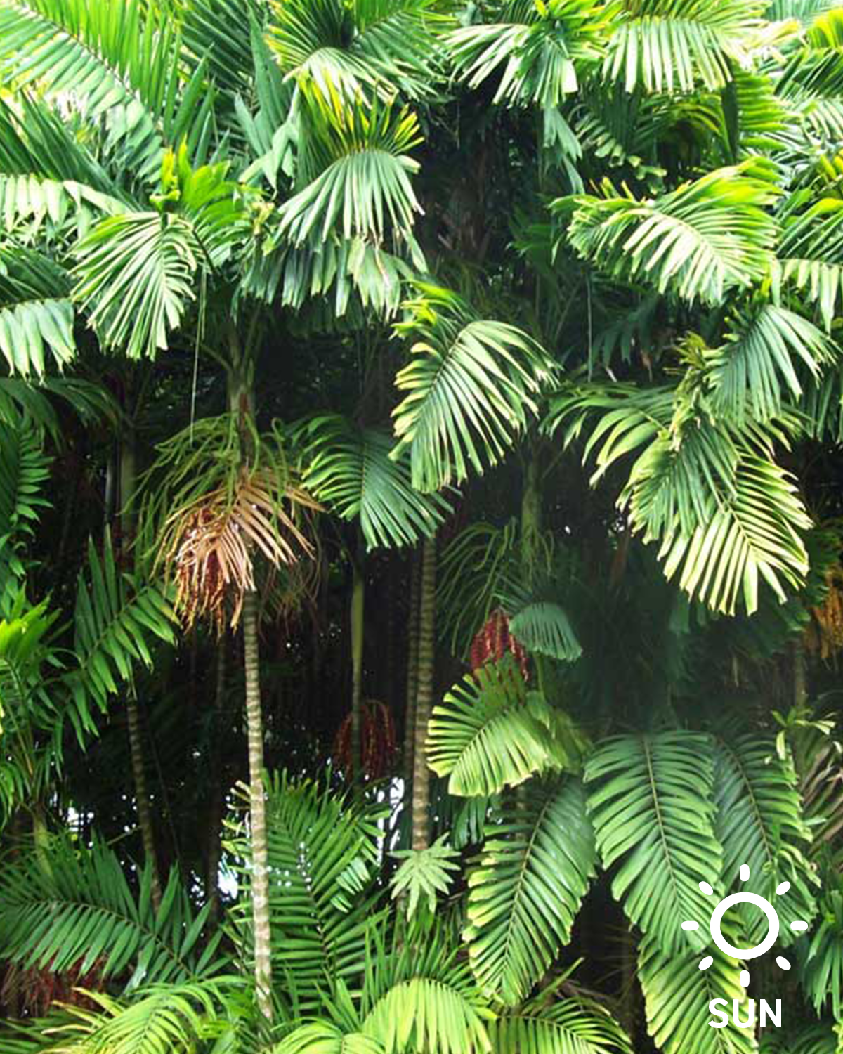 Macarthur Palm