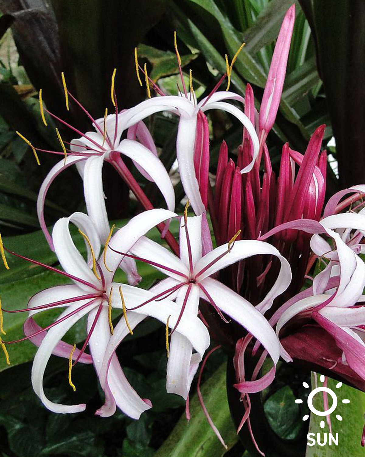 Queen Emma Spider Lily