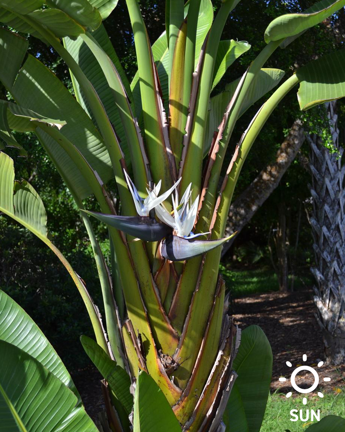 Giant White Bird Of Paradise