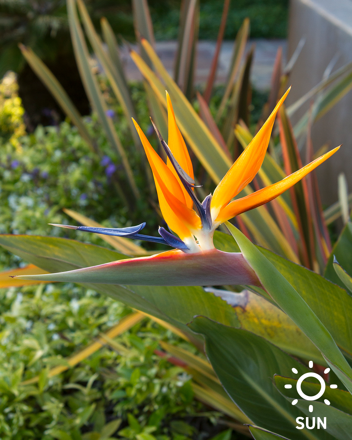 Bird Of Paradise