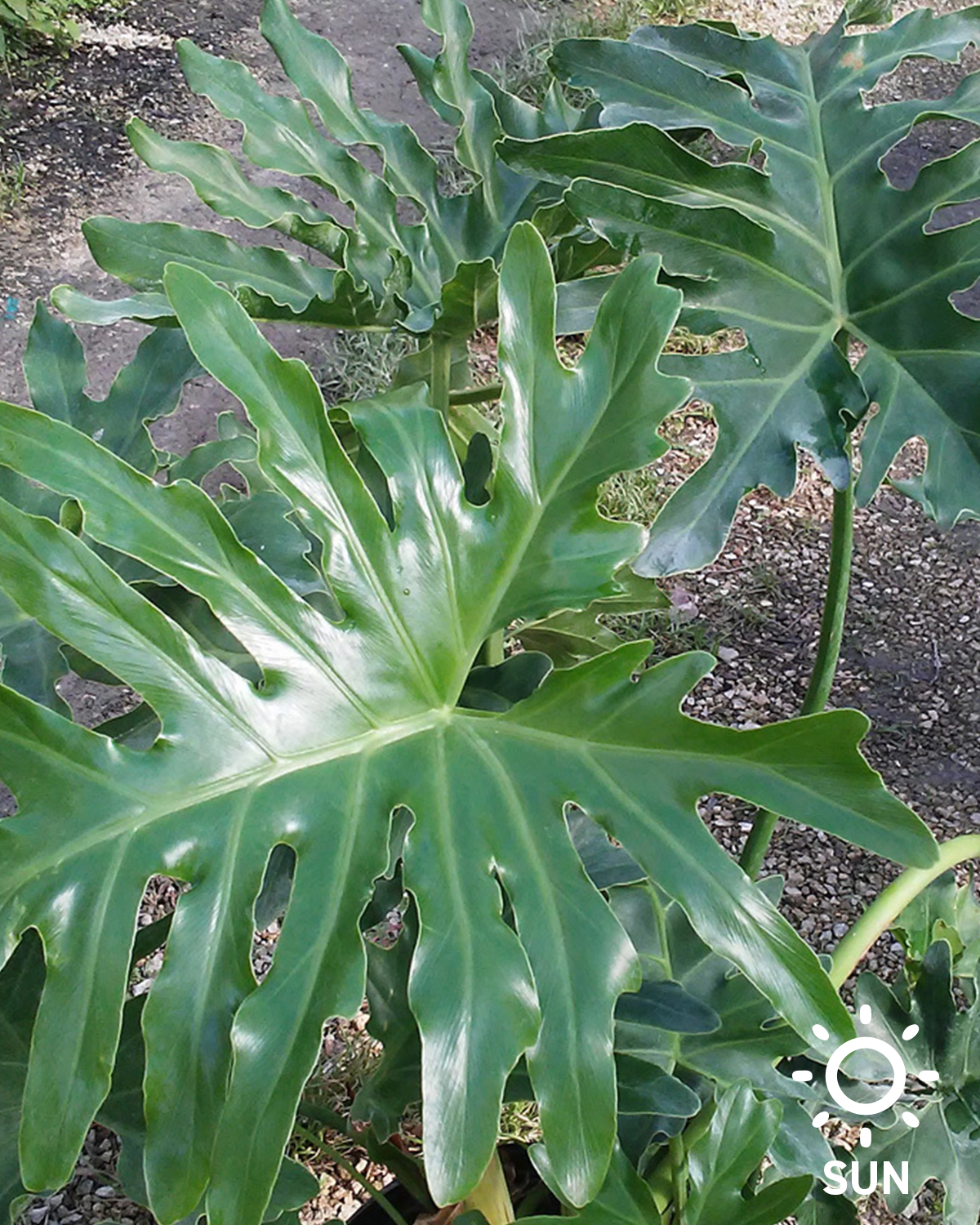 Philodendron 'Selloum'