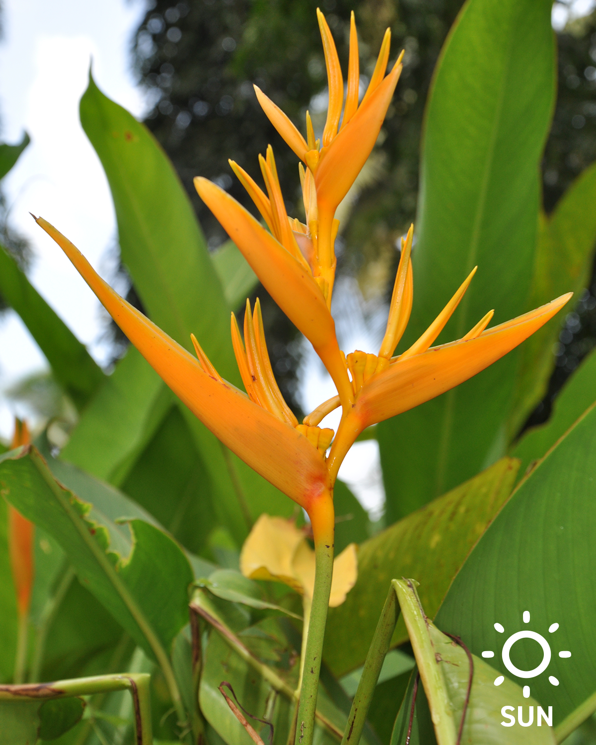 Yellow Caribaea Heliconia