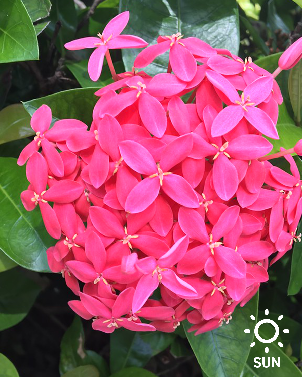 Nora Grant Ixora