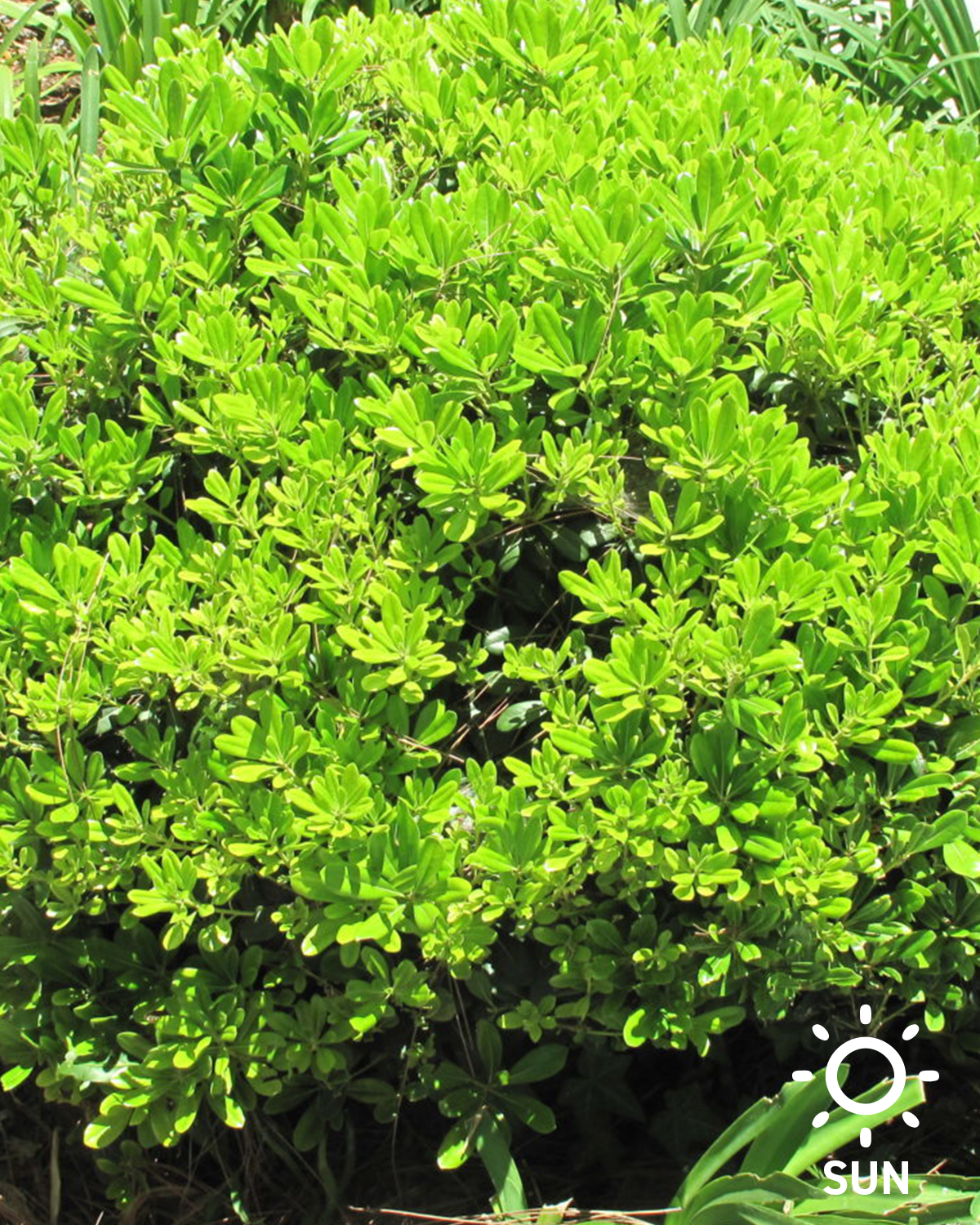 Dwarf Pittosporum