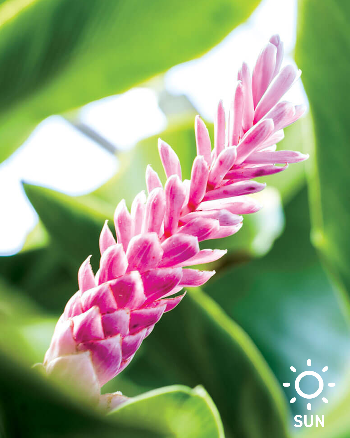 Pink Ginger