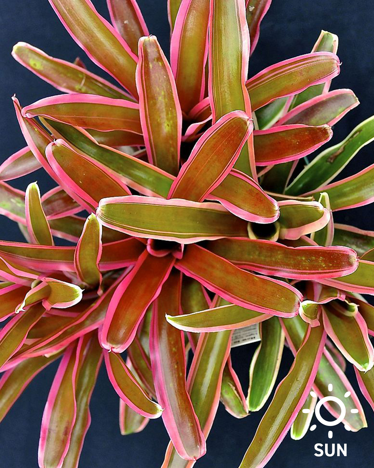 Neoregelia 'Fireball' Albomarginata