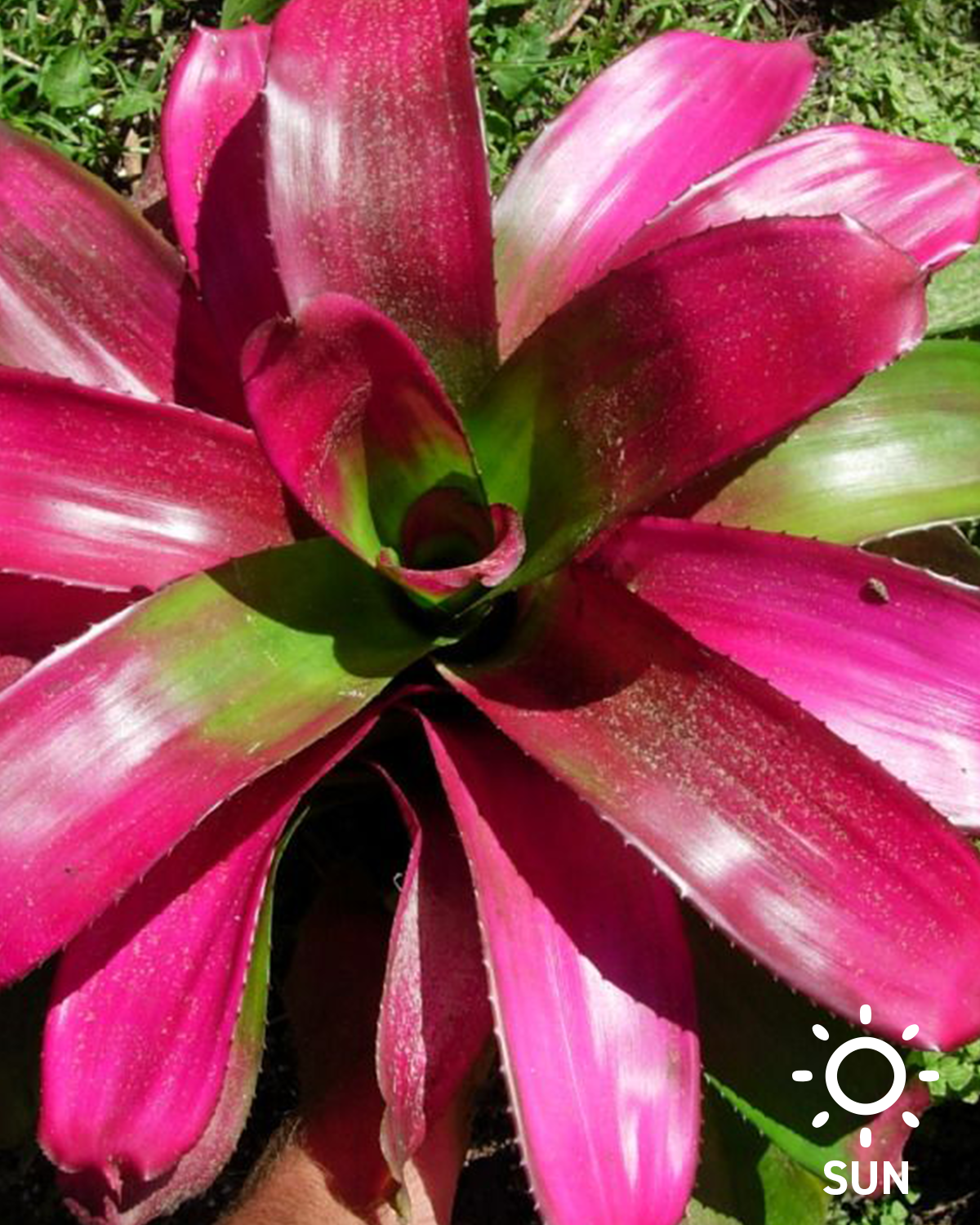 Neoregelia 'Grace + Passion'