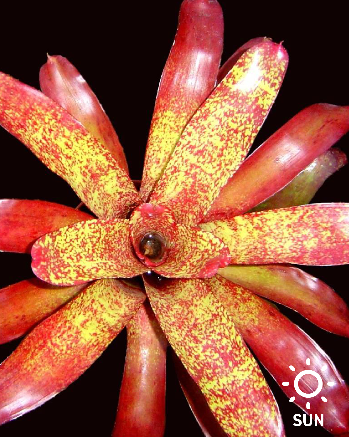 Neoregelia 'Oeser 100'