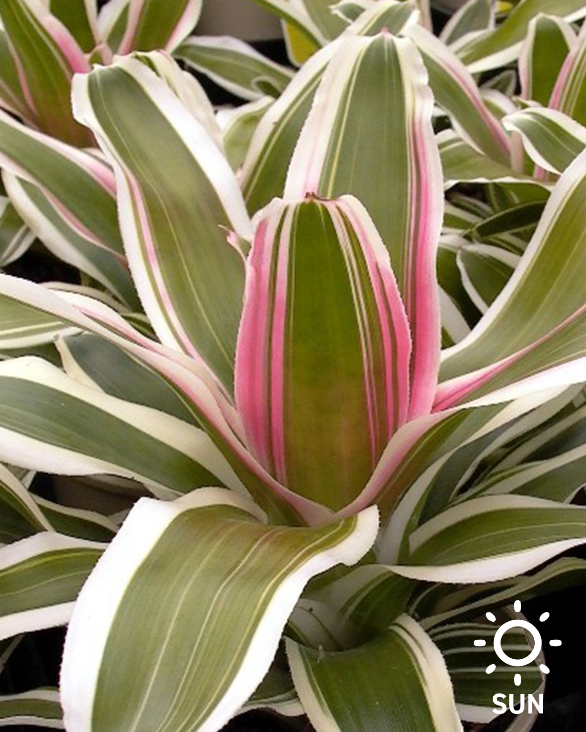 Neoregelia 'Van Dorme'