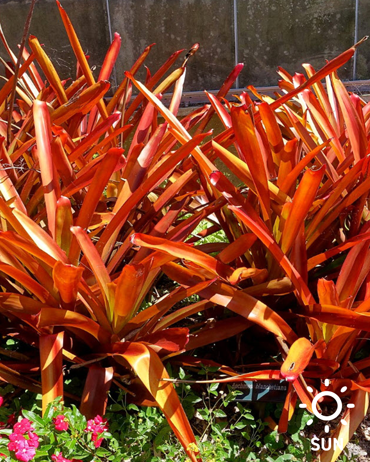 Orange Blanchetiana
