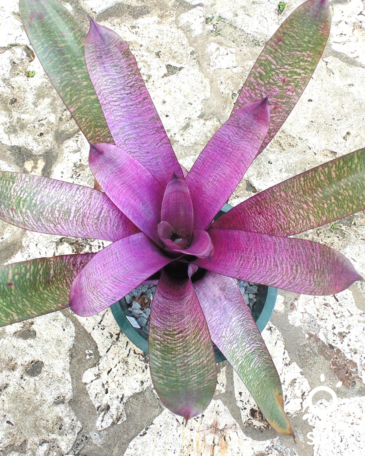 Vriesea 'Empress Michico'