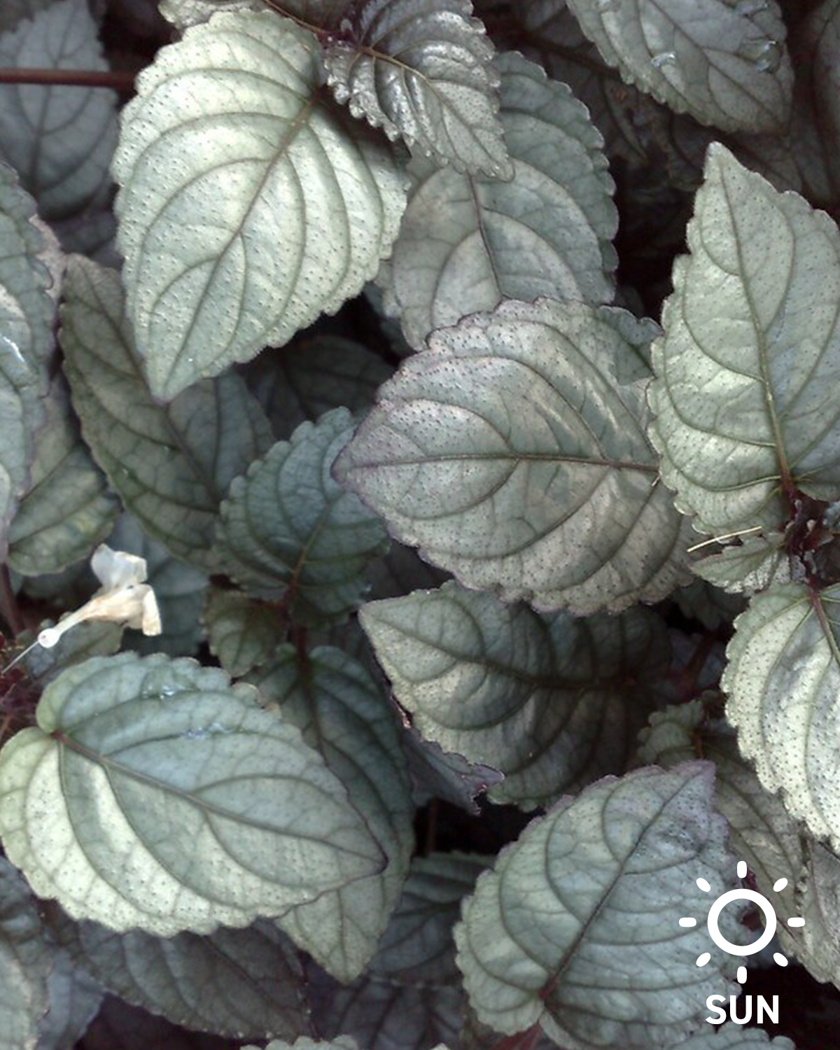 Hemigraphis