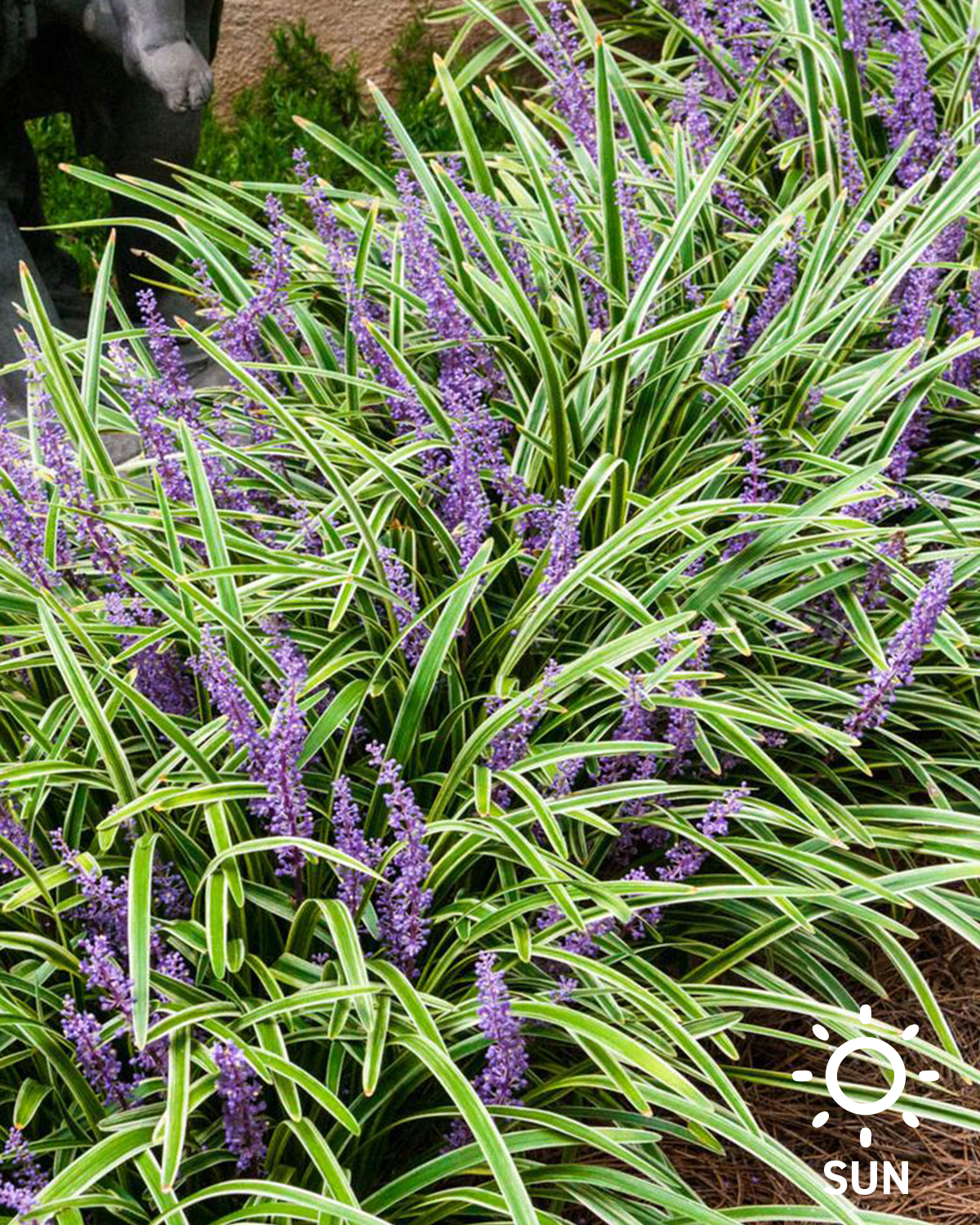 Variegated Liriope