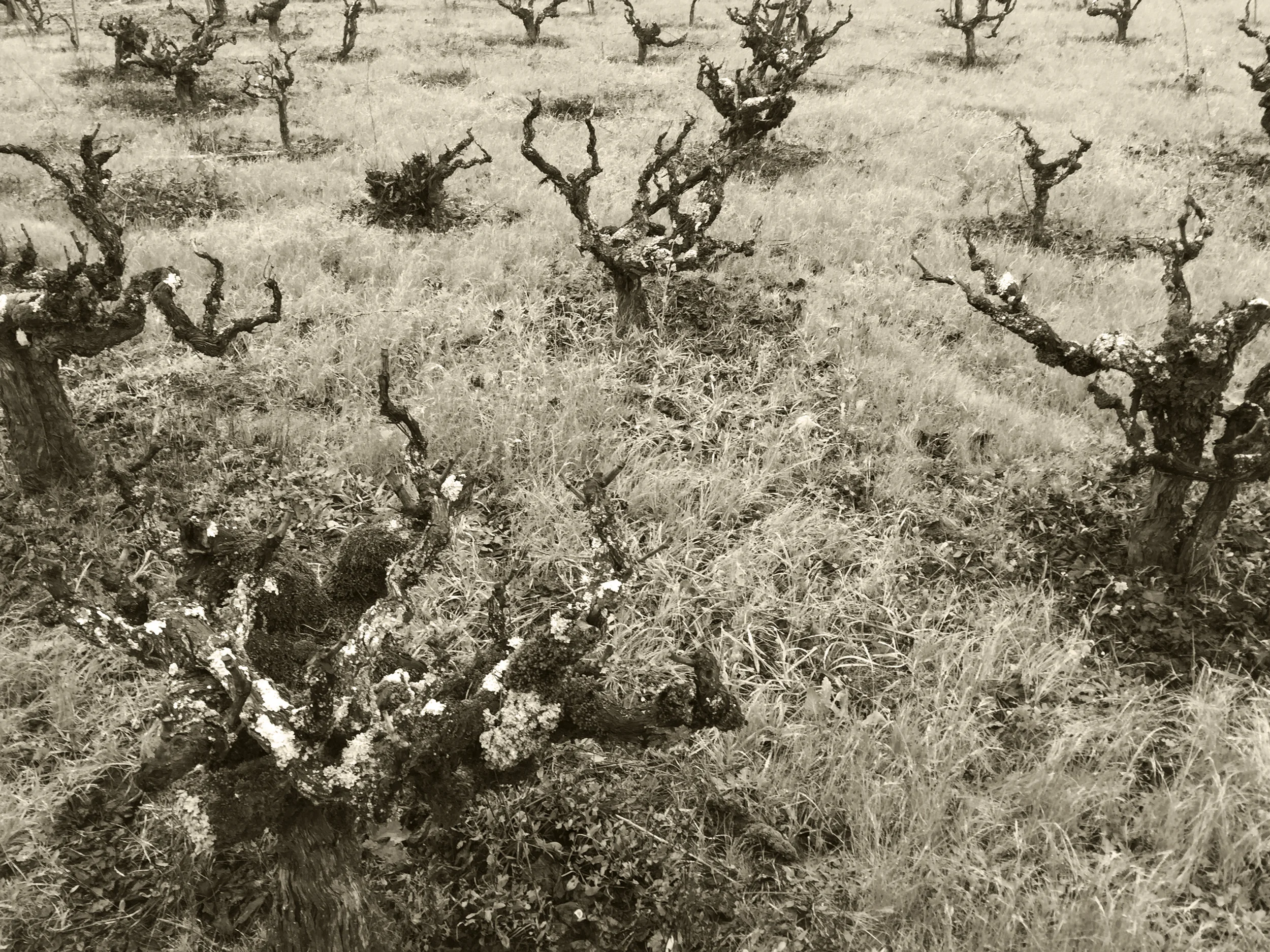 OLD VINES