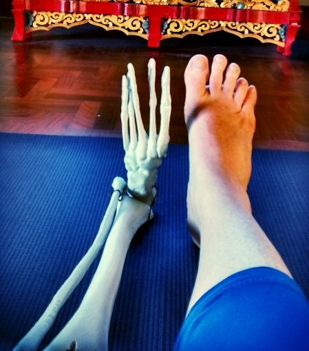 Functional Anatomy: Yoga &amp; Your Body