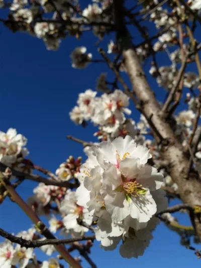 Cherry blossoms just coming out in Mudgee