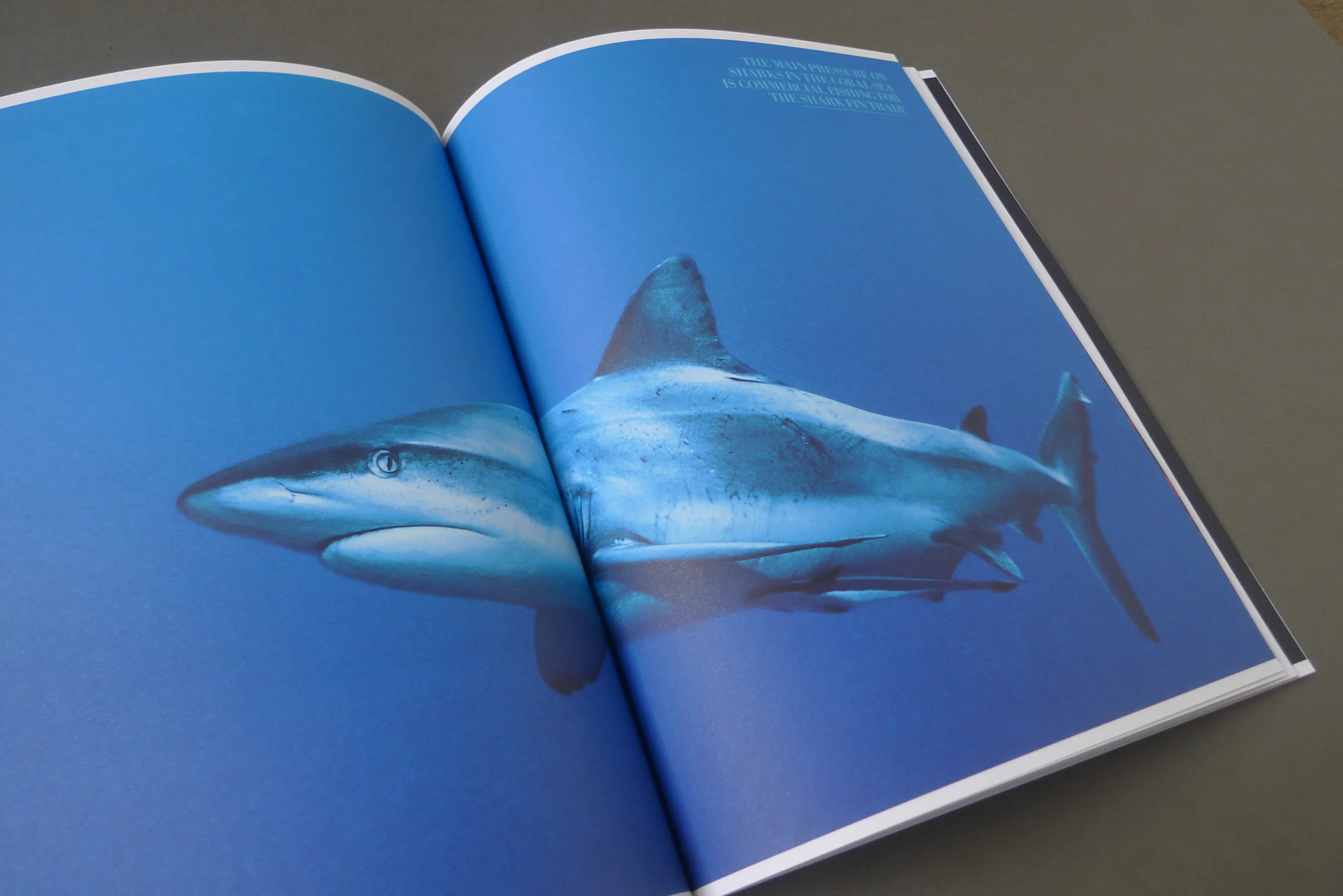   CAMPAIGN IDENTITY BROCHURE DESIGN STATIONERY   In  AUSTRALIA   with  JON CHUO  