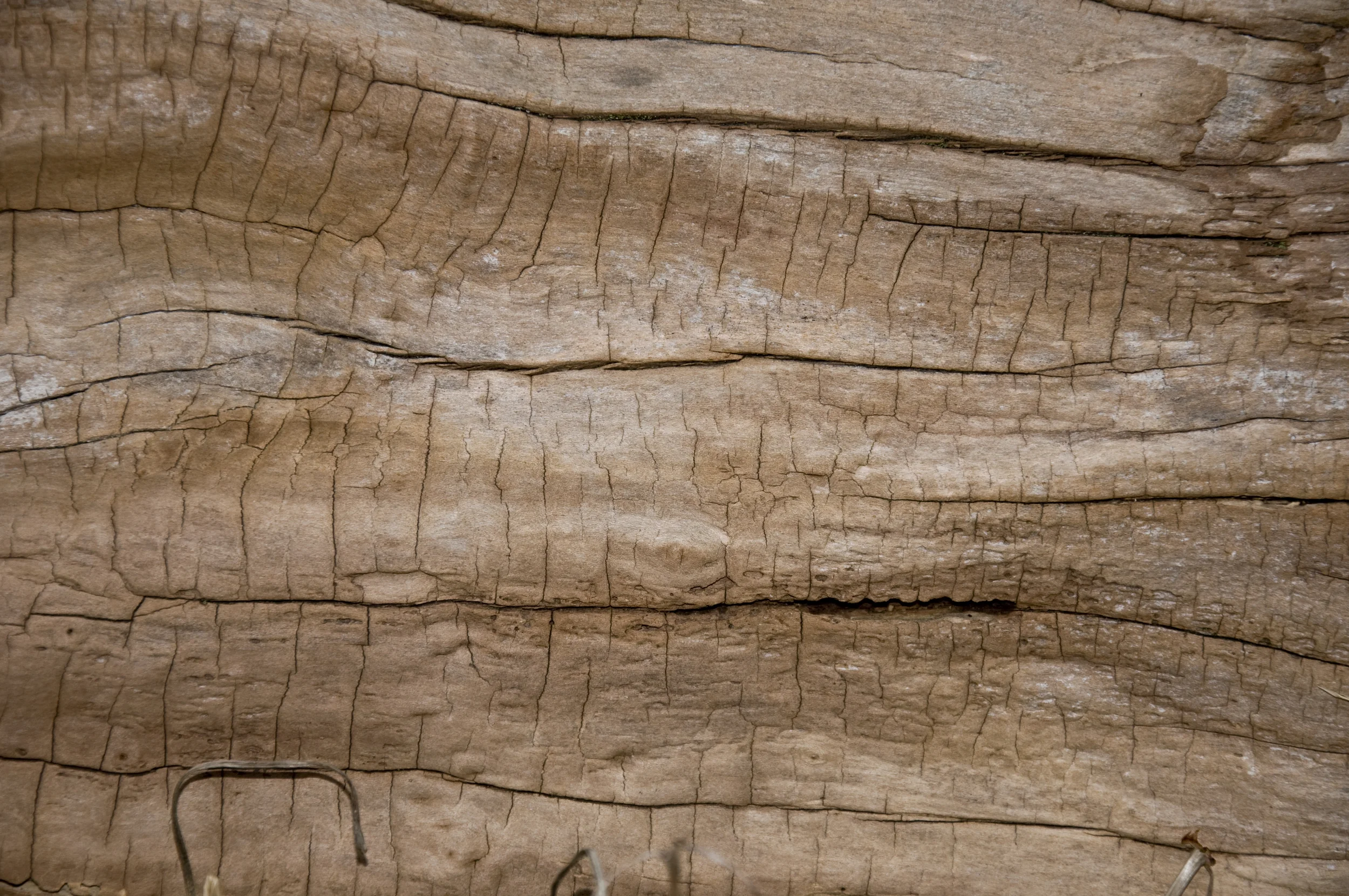 magnera-beach-wood-2970888-o.jpg