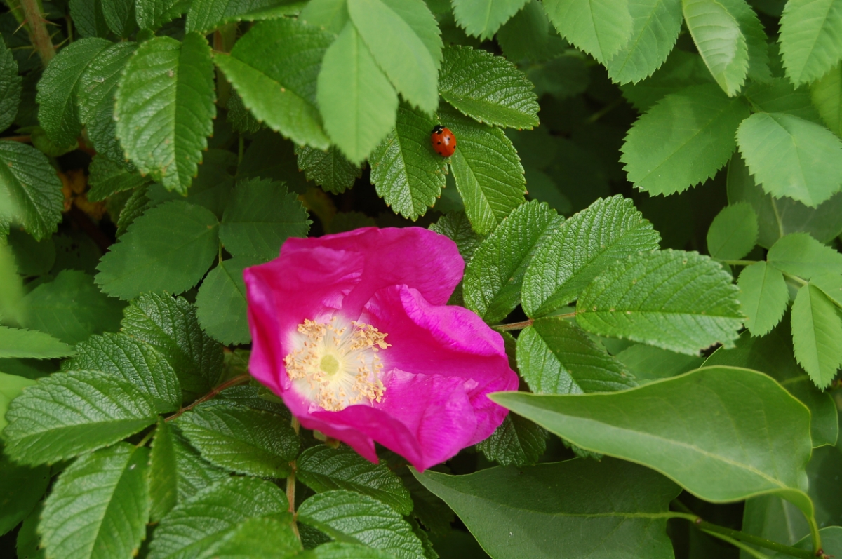 DSC_0101.jpg