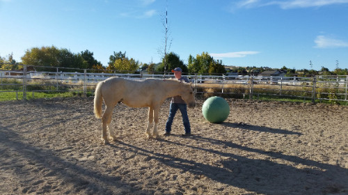 horse treat dispenser