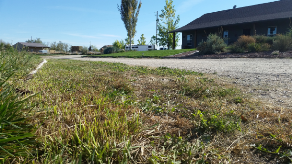The 'before' picture of our hedgerow, stay tuned for the 'after'...