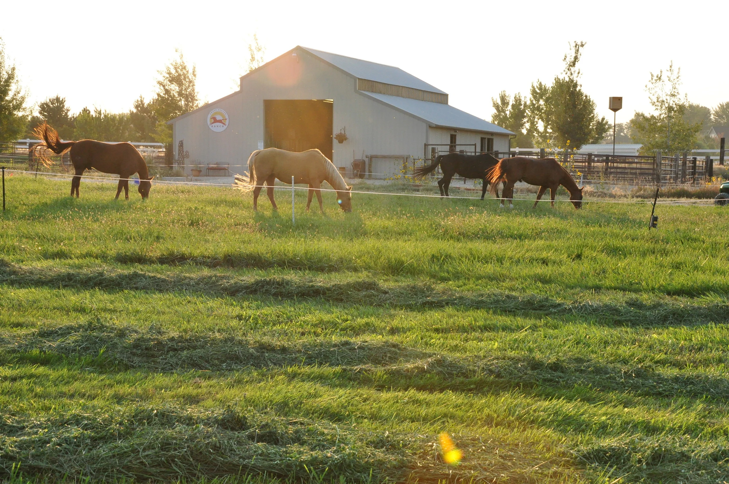 Horse Pasture Management Growing Great Horse Pastures