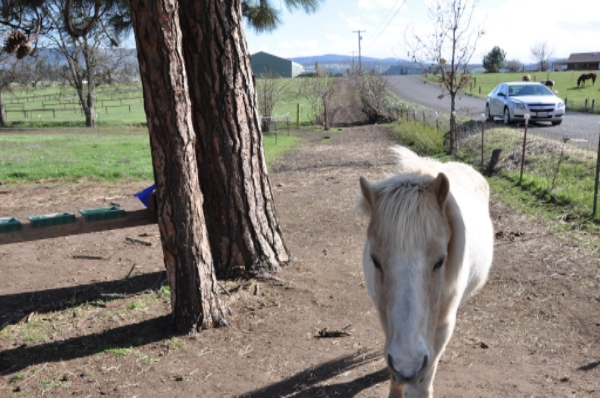 If an arena is on your future wish-list, having a track paddock that can be used as a riding area is a great exercise option. Portable fencing can be placed inside the perimeter fencing and the area can encompass your whole property or be woven around buildings and other structures.