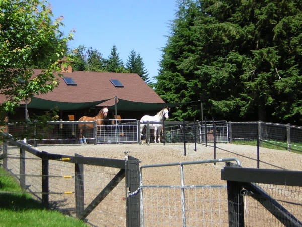 Many people use hog fuel or wood chips for larger areas as it is more cost effective than gravel. These paddocks are attached to smaller gravel ones so there are options for the owners in the amount of turnout the horses get.
