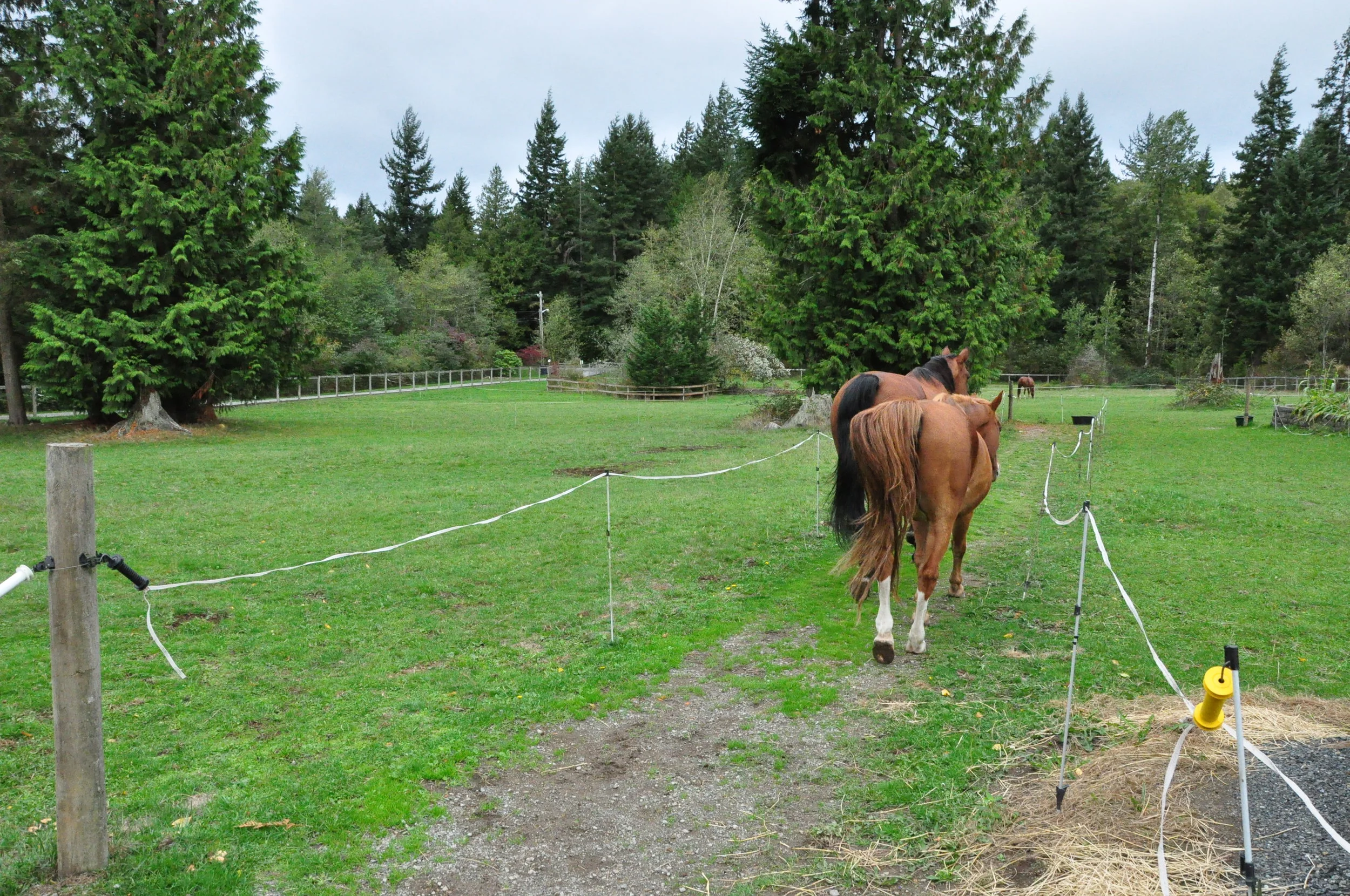 Turn Average Pastures into Awesome Pastures — Horses for Clean Water