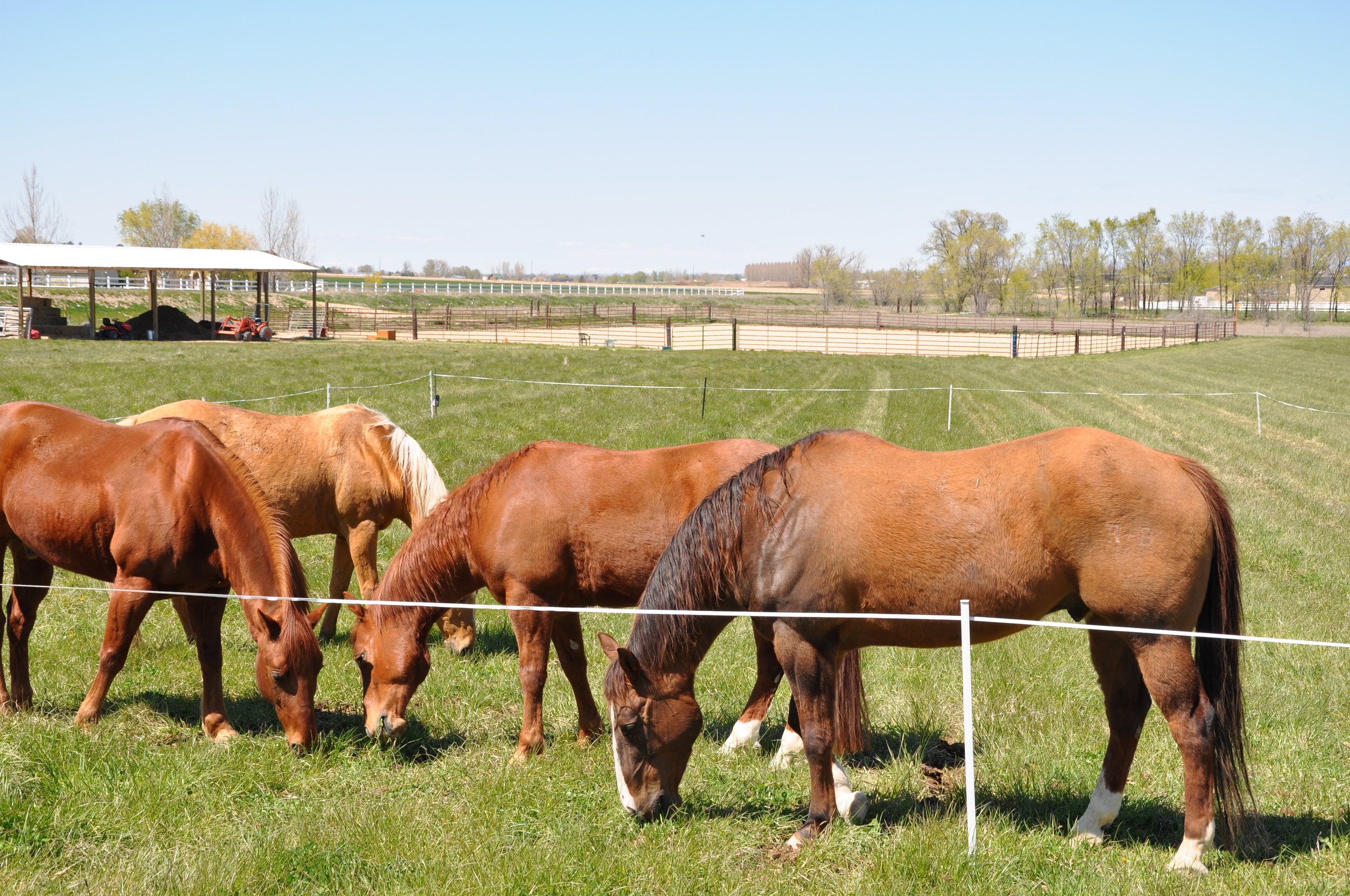 Rotational Grazing on Spring Pastures — Horses for Clean Water