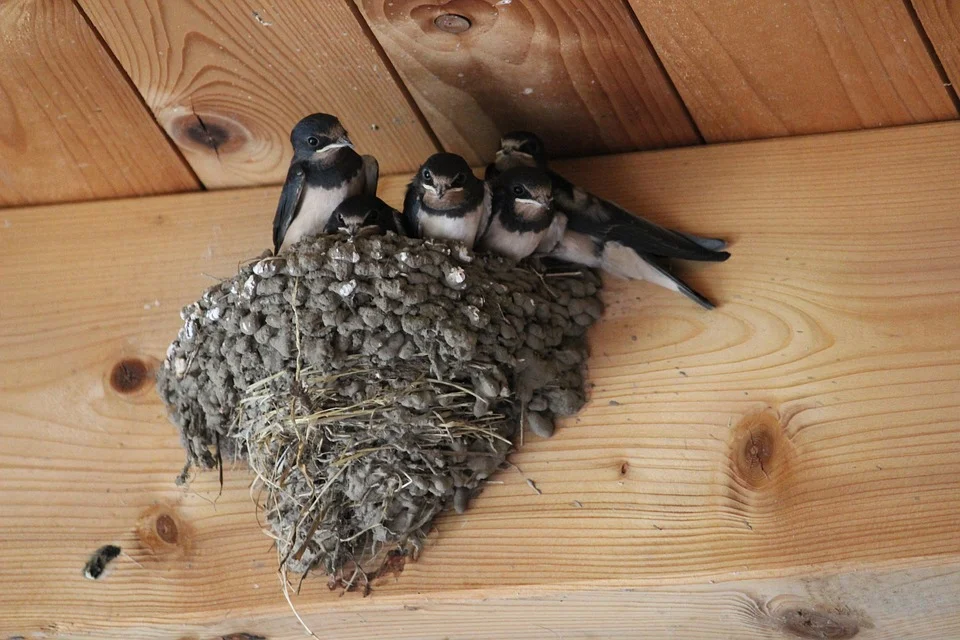 barn-swallows-2461911_960_720.jpg