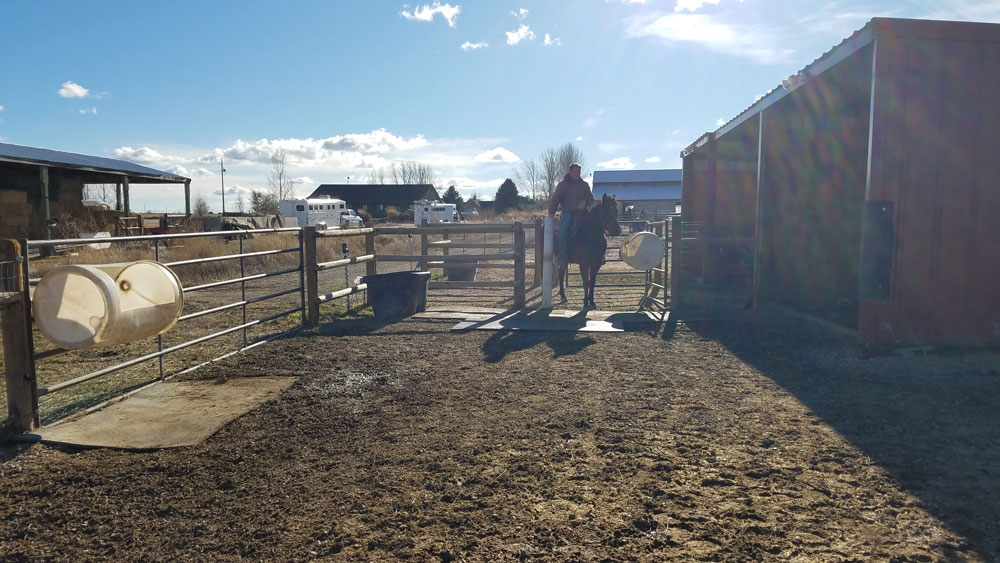 Matt and Bugsy checking out the handiwork for the girls’ paddock