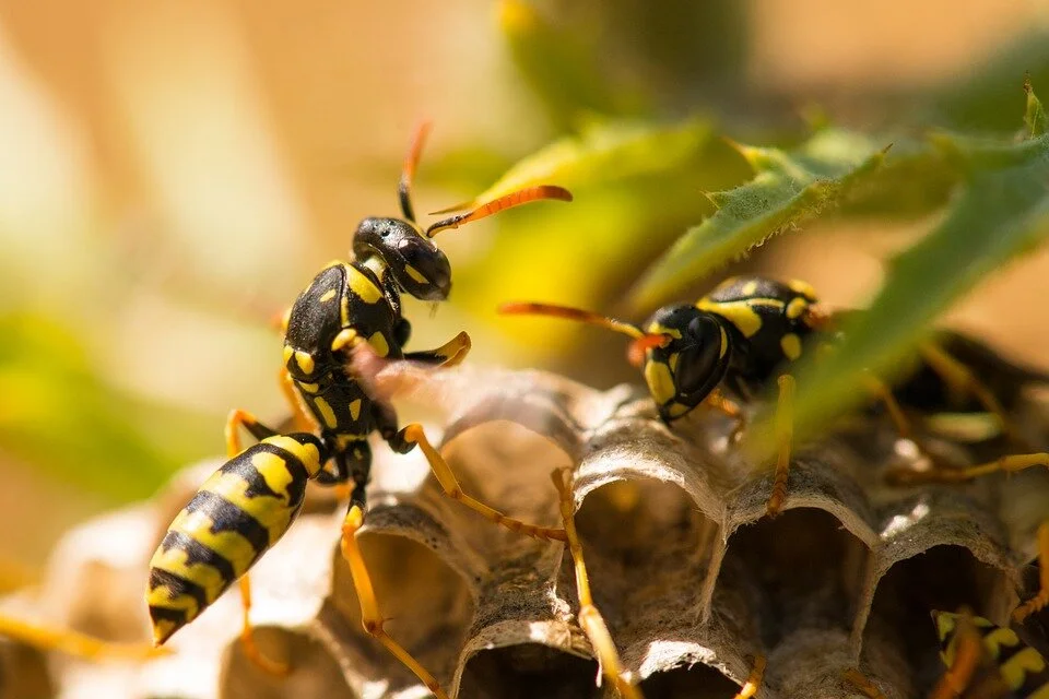 Paper wasps can be identified by their orange antennae. Yellowjackets (like the one pictured at the top of this article) have black antennae.
