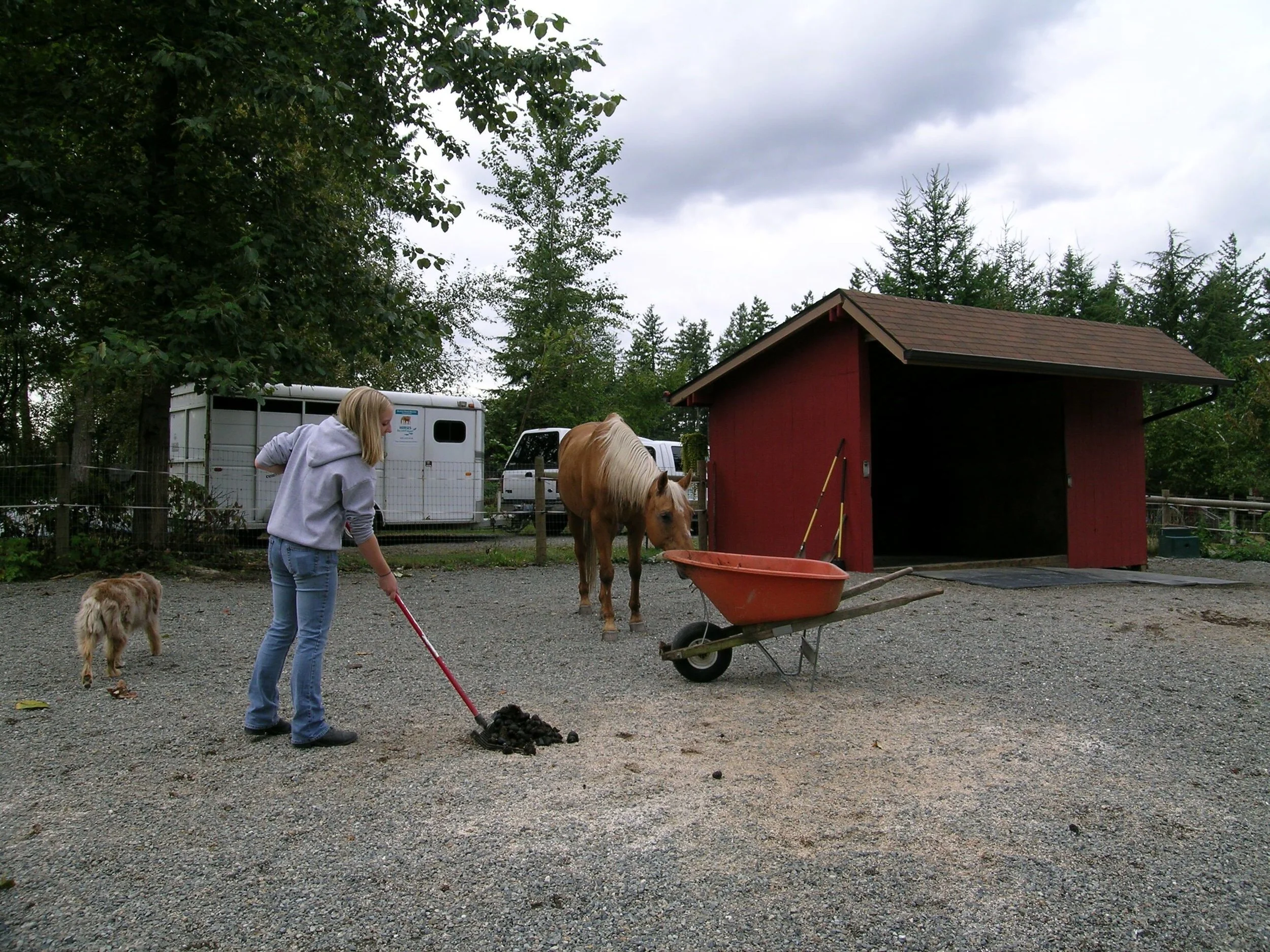 Basic Horse Care Caring for Your Horse and His Home — Horses for Clean Water