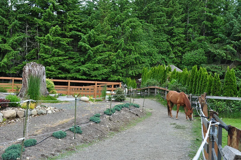 Equine Enrichment for Winter Paddocks — Horses for Clean Water