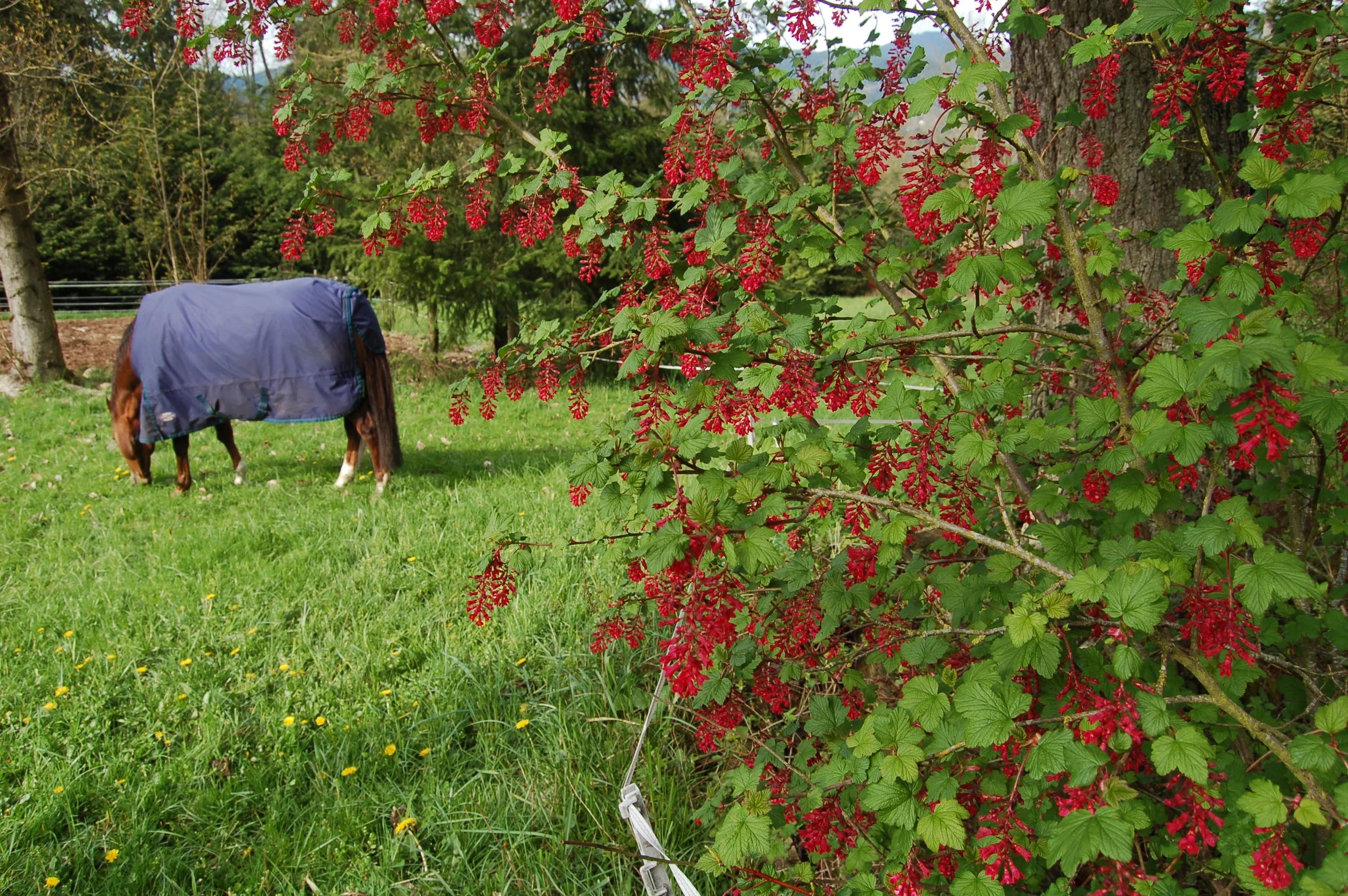 Fall Planting on Horse Properties