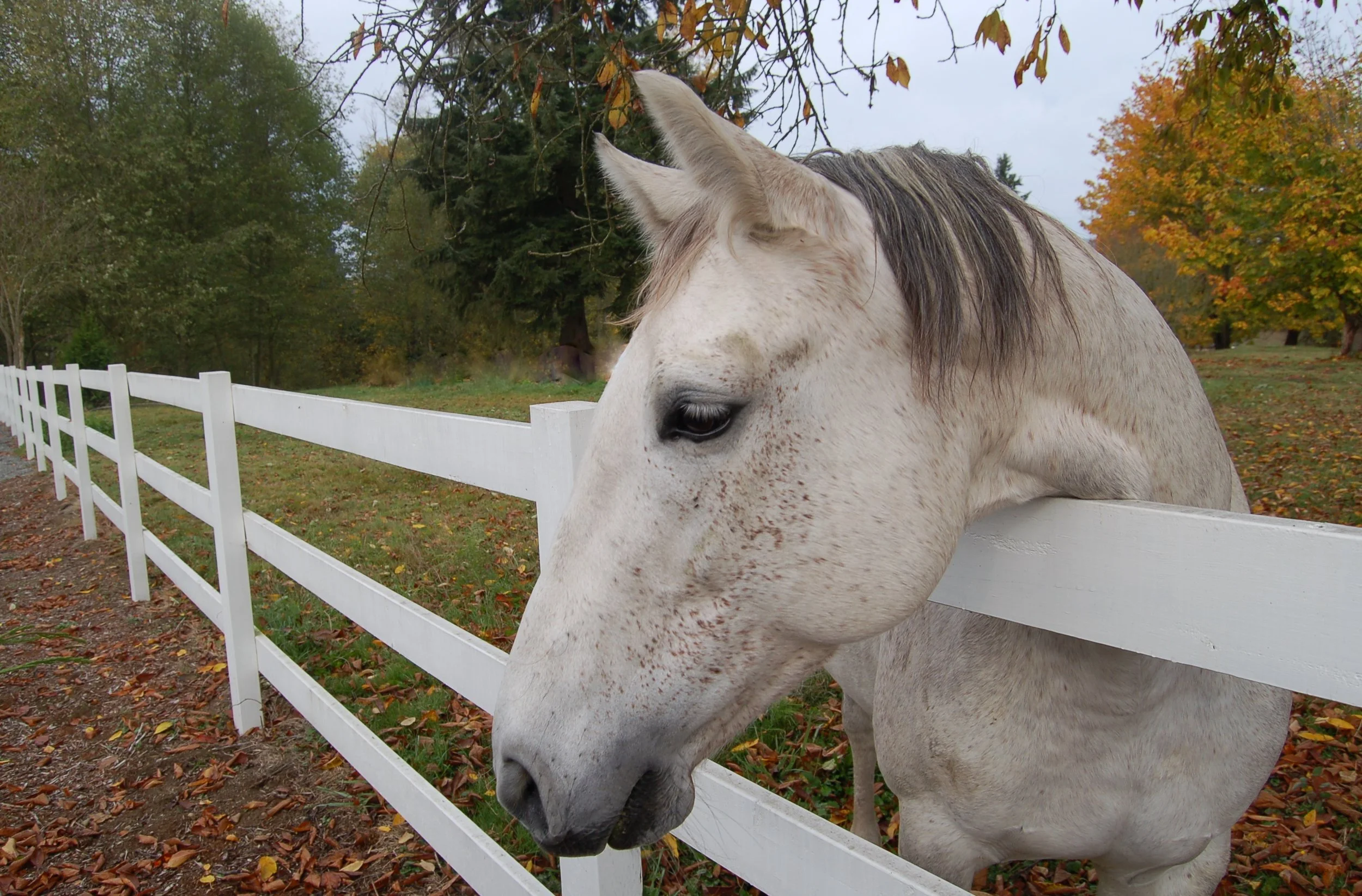 Horses for Clean Water Masterclass Series
