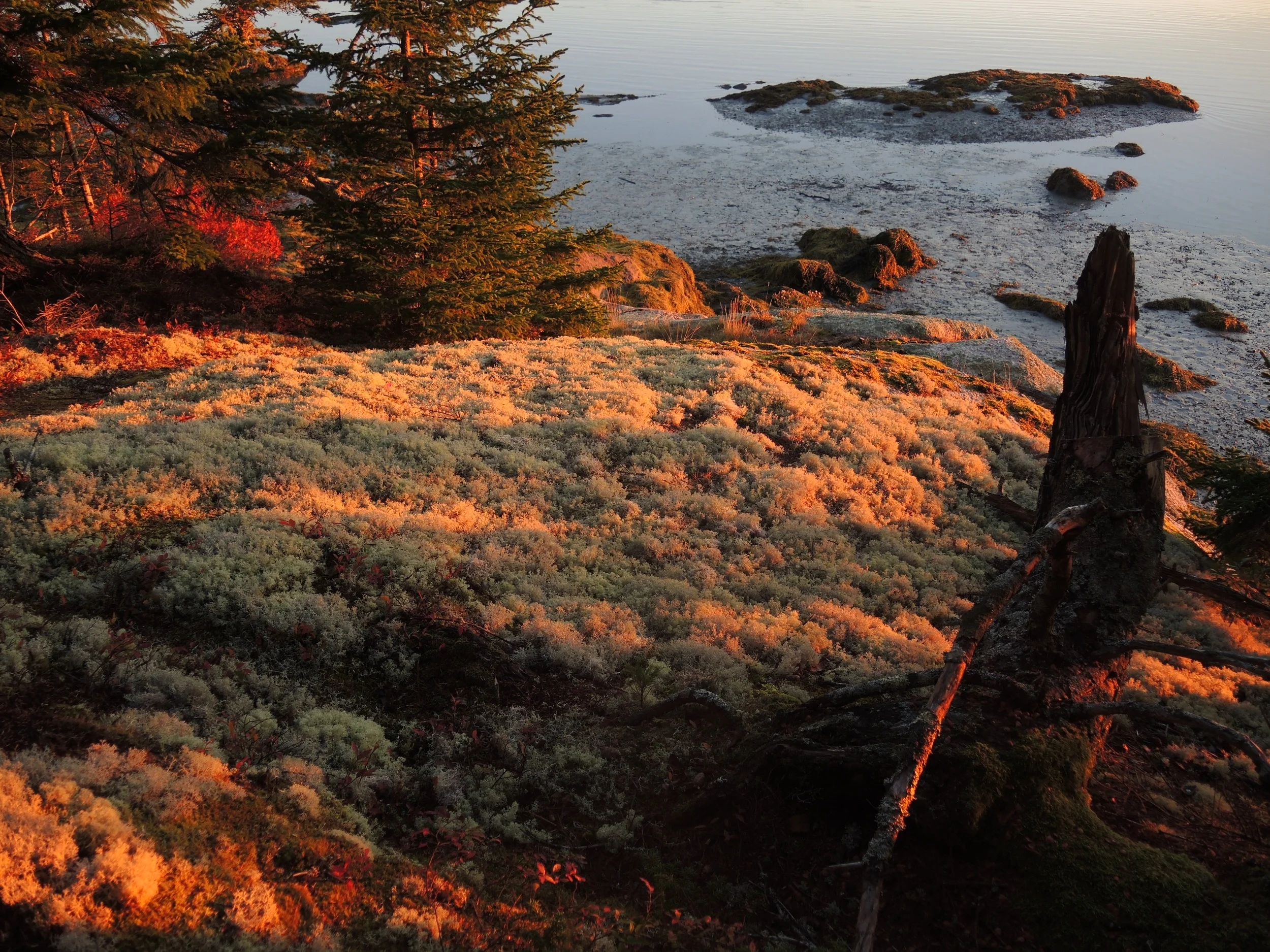 Moss - Deer Isle fall 2015