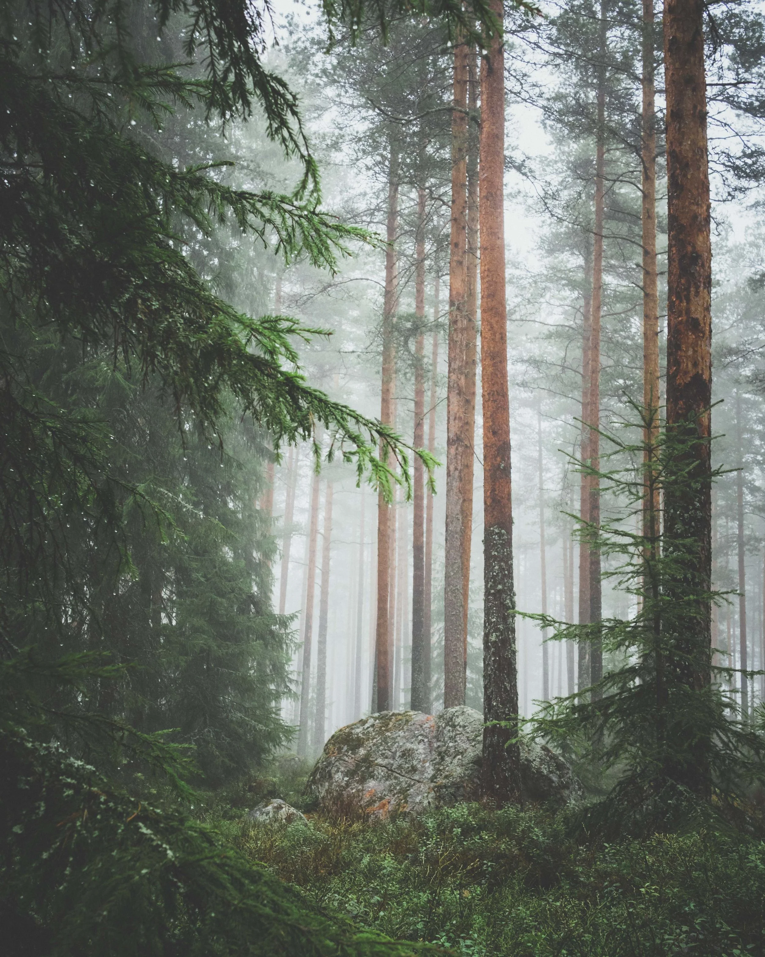 Trees in mist jachan-devol-unsplash.jpg