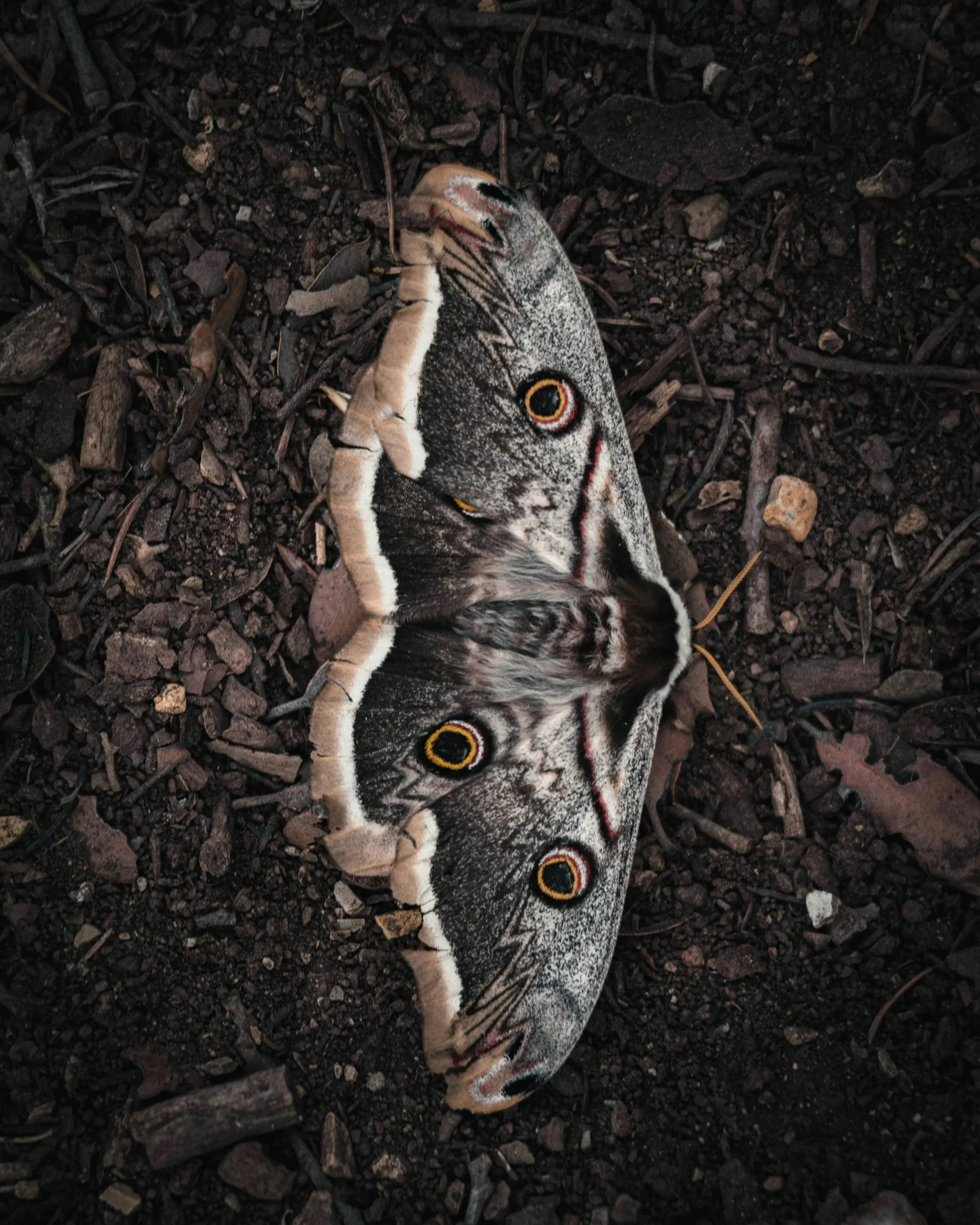 Woolf, The Death of the Moth (1942)