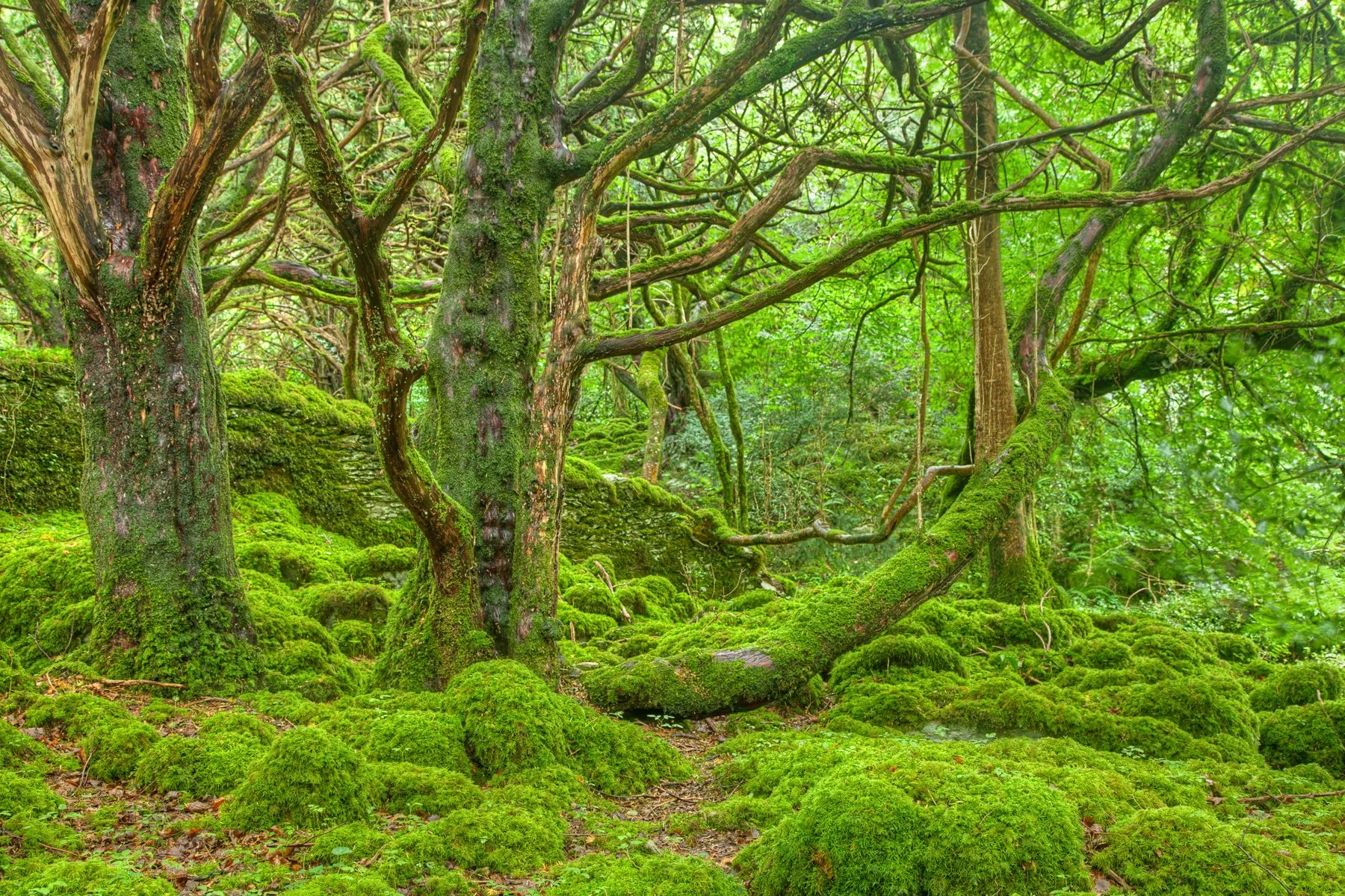 * Forest Killarney Park, Ireland Wikimedia commons Nicolas Raymond 2011.jpg
