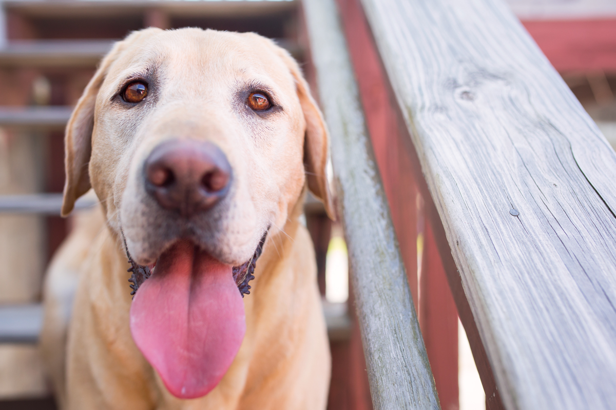 Copy of Pet portrait of a yellow lab dog photographed in Potomac MD by Clare Ahalt Photography, a fine art portrait photography located in Frederick MD